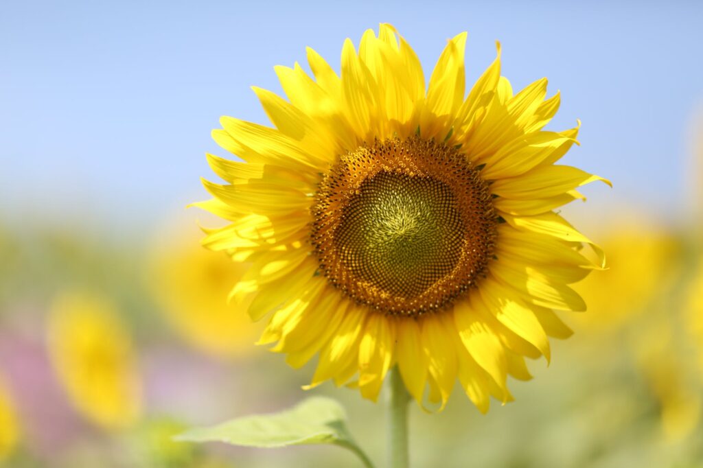 sunflower bloom